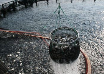 produce-y-banco-mundial-invierten-en-peru-s-113-millones-en-pesca-y-acuicultura